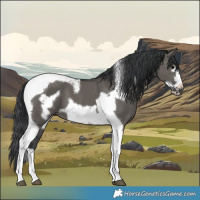 Horse Color:Grullo Tobiano Frame