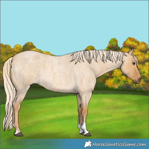 Horse Color:Palomino Roan Dun 