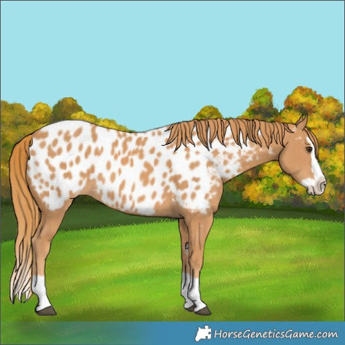 Horse Color:Chestnut Splash Appaloosa 