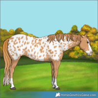 Horse Color:Chestnut Splash Appaloosa