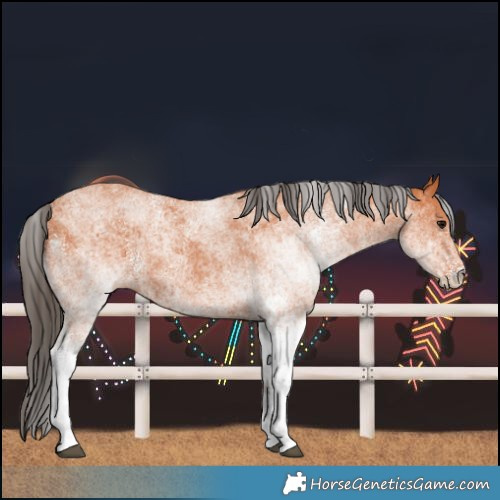 Horse Color:White Spotted Bay