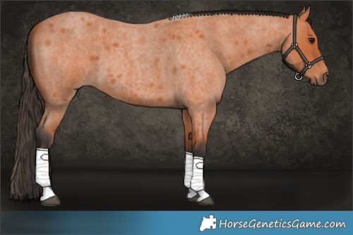 Horse Color:Bay Roan Tobiano