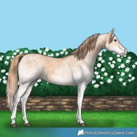 Horse Color:White Spotted Red Dun 
