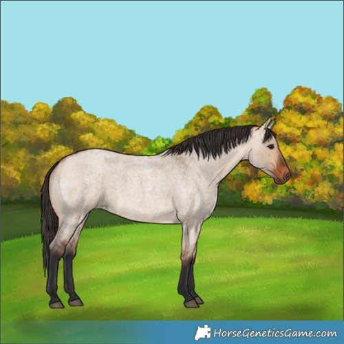 Horse Color:Bay Roan Dun