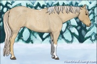 Horse Color:Palomino Roan Tobiano 