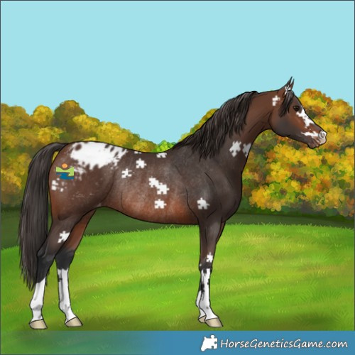 Horse Color:Brown Appaloosa Rabicano