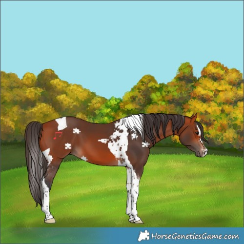 Horse Color:Bay Tobiano