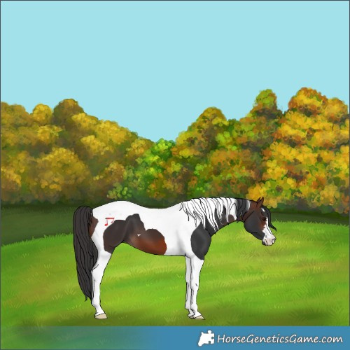 Horse Color:Brown Tobiano 