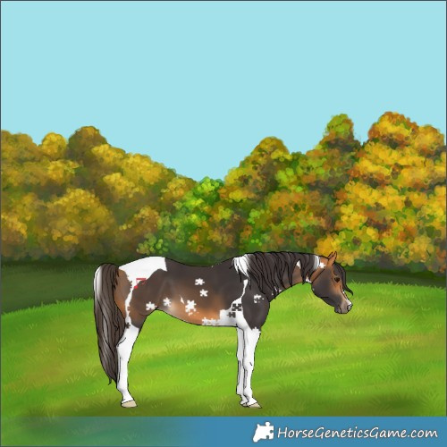 Horse Color:Buckskin Tobiano