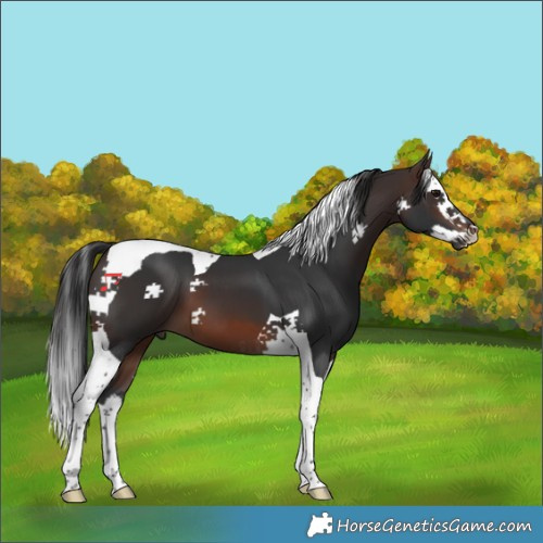 Horse Color:Brown Splash Tobiano