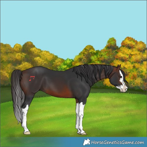 Horse Color:Brown Splash
