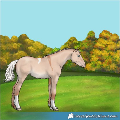 Horse Color:Silver Amber Champagne Dun Tobiano 