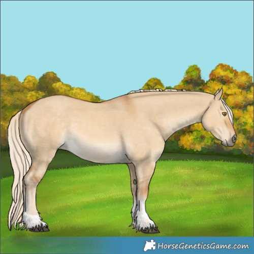 Horse Color:Palomino Dun Tobiano