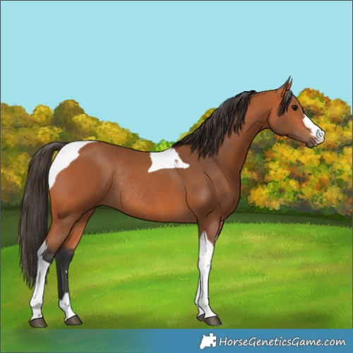 Horse Color:Bay Tobiano Rabicano 