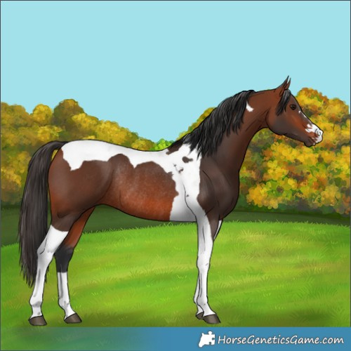 Horse Color:Bay Tobiano Rabicano