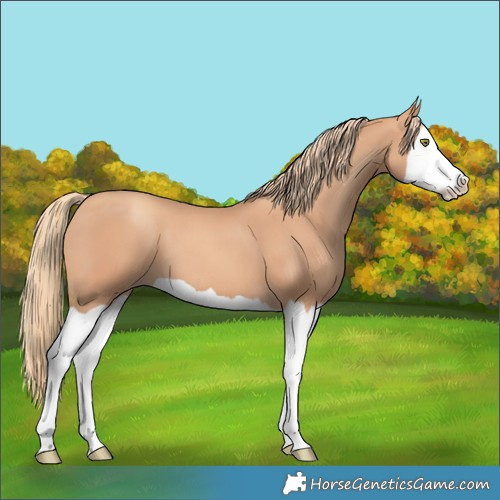 Horse Color:Gold Champagne Splash