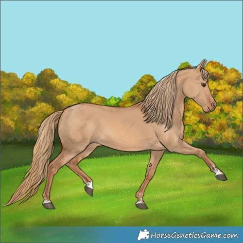 Horse Color:Red Dun 