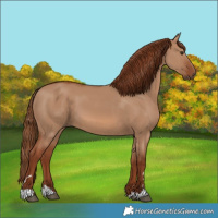 Horse Color:Red Dun