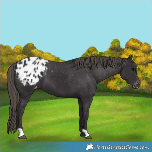 Horse Color:Smoky Black Blanket 