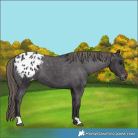 Horse Color:Smoky Black Appaloosa