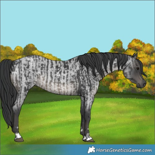 Horse Color:Black  and Blue Roan 