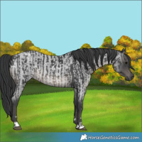 Horse Color:Black and Blue Roan