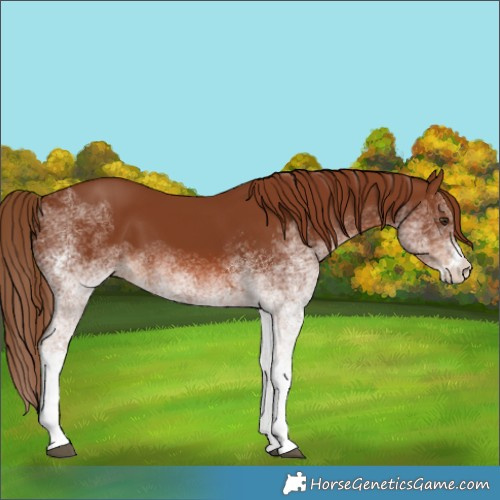 Horse Color:White Spotted Chestnut 