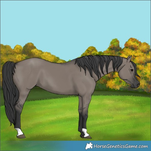 Horse Color:Grullo 
