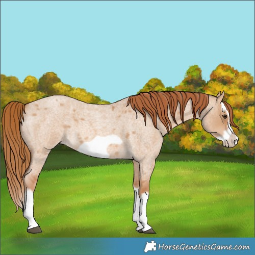 Horse Color:Red Dun Roan Splash Frame 