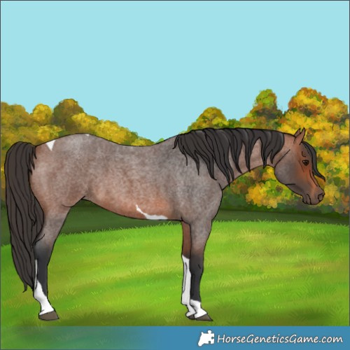Horse Color:Bay Roan Tobiano 
