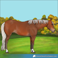 Horse Color:Silver Bay