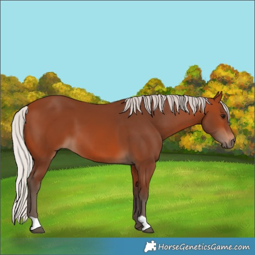 Horse Color:Silver Bay