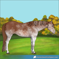 Horse Color:White Spotted Chestnut 