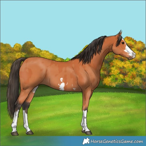 Horse Color:Bay and Bay
