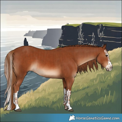Horse Color:Chestnut  and Chestnut Splash 