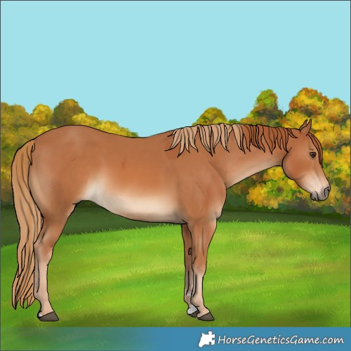 Horse Color:Chestnut  and Chestnut 
