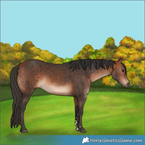 Horse Color:Bay and Bay