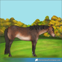 Horse Color:Bay  and Bay 
