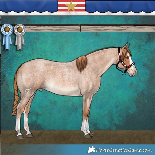 Horse Color:Red Roan and Red Roan Splash