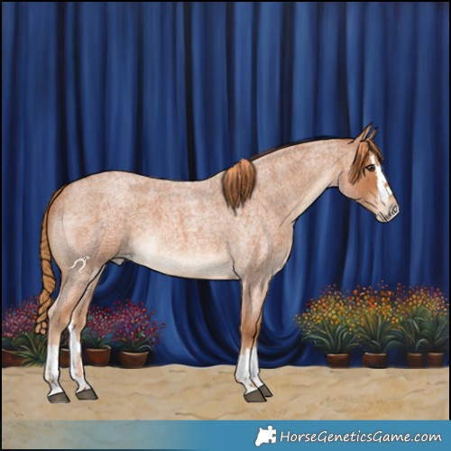 Horse Color:Red Roan  and Red Roan Splash 