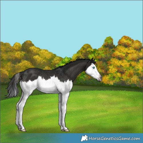 Horse Color:Gray Black Splash Rabicano 