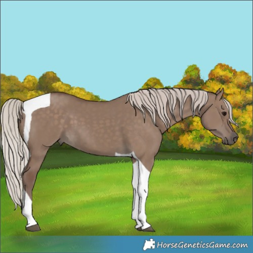 Horse Color:Silver Grullo Tobiano