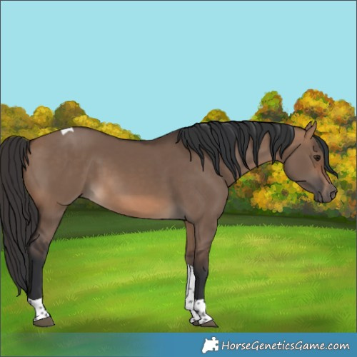 Horse Color:Brown Dun Tobiano