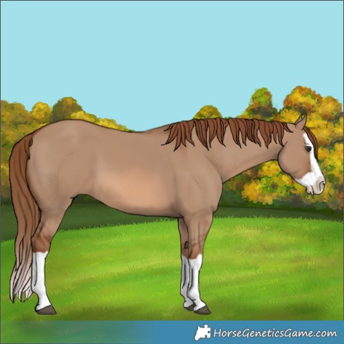 Horse Color:Red Dun Splash