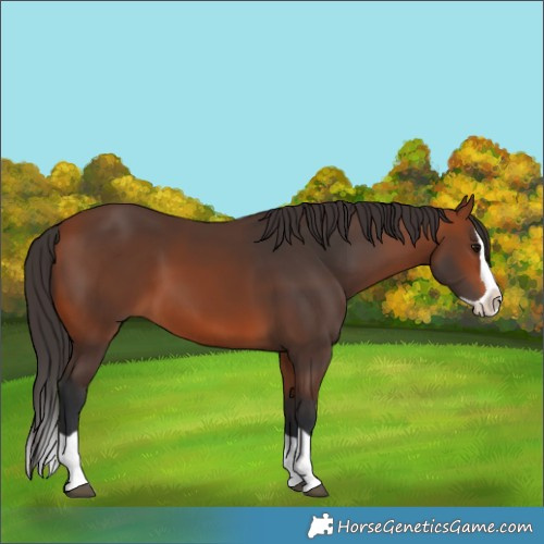 Horse Color:Bay Splash 