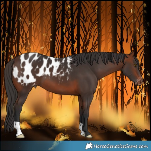 Horse Color:Bay Blanket 