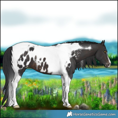 Horse Color:Brown Tobiano Near Leopard