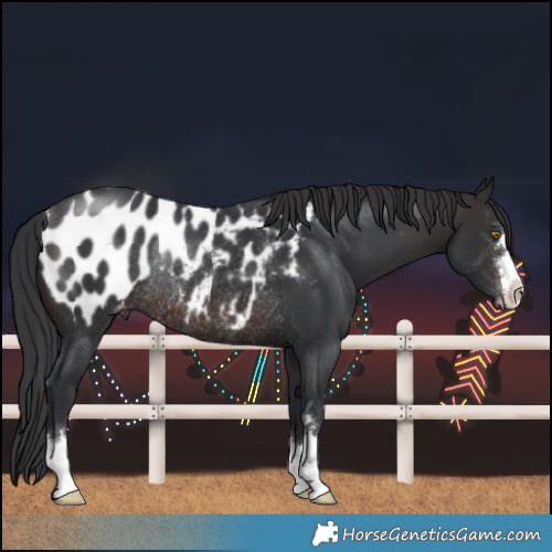 Horse Color:Brown Near Leopard Rabicano