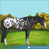 Horse Color:Brown Near Leopard Rabicano 