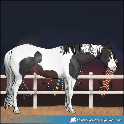 Horse Color:Brown Tobiano 